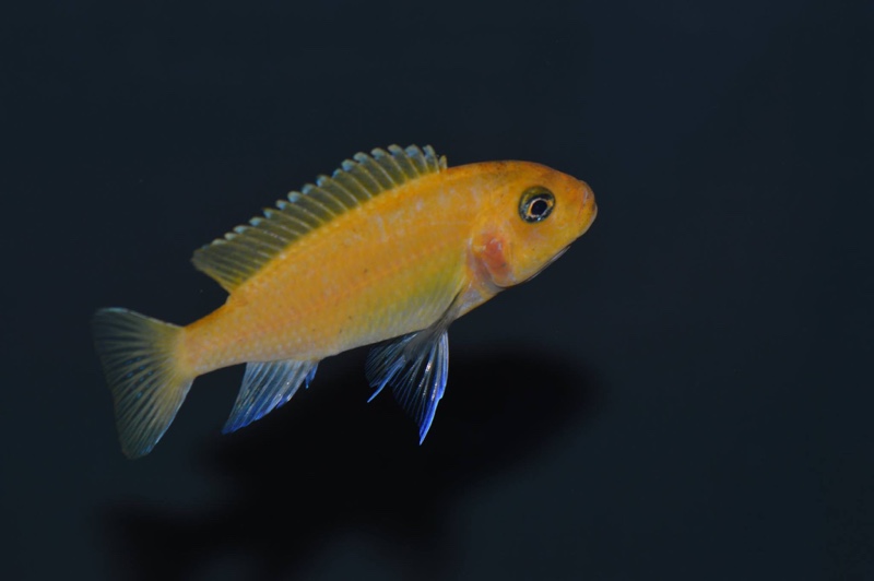 Maylandia estherae 'Chiofu Bay'